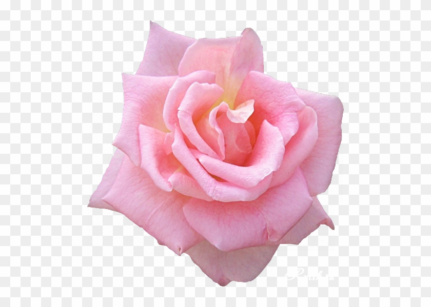 Rose Bunch Pink Free Vector Graphic On Pixabay,flower - Цветочные Уголки На Прозрачном Фоне #1295367