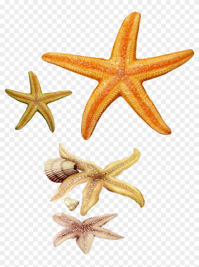 Star Fish Png By Pngimagesfree - Clip Art #1295520