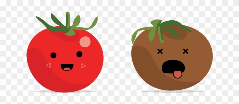 Rotten Tomato - Tomato #1295807