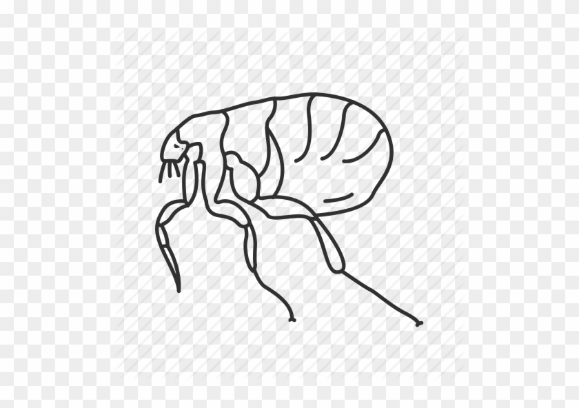 Drawn Bugs Flea - Flea Outline #1296295