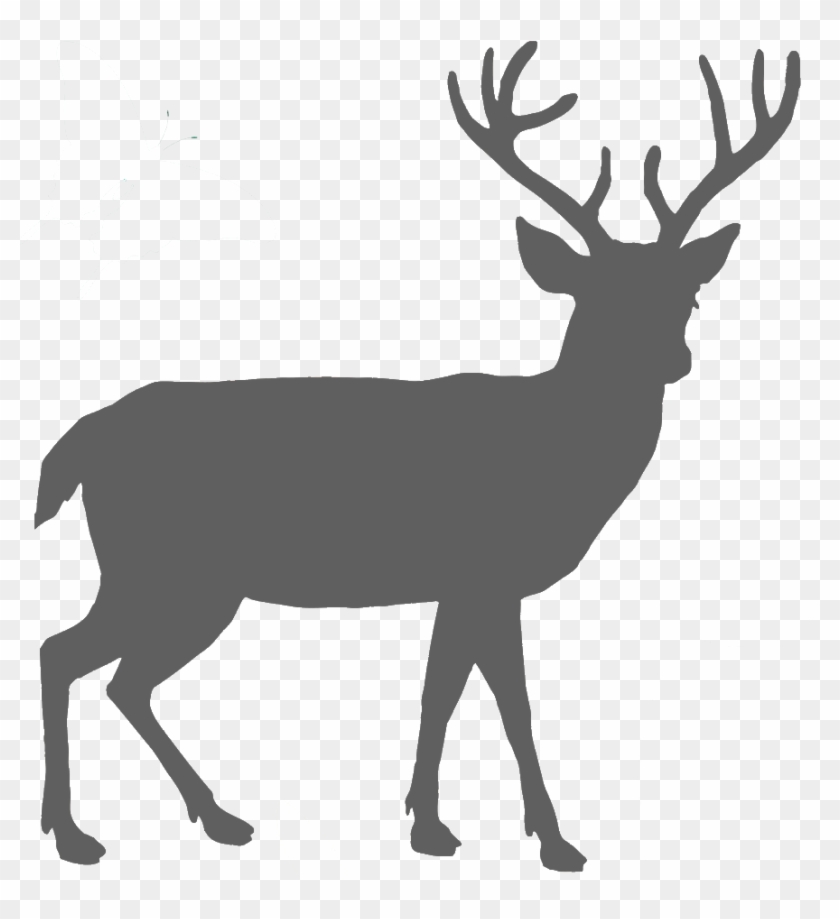 Northern Bayberry Western Red Cedar Green Giant Arborvitae - Deer Silhouette Png #1296327