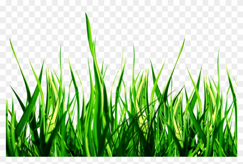 Lawn Picsart Photo Studio Garden Sticker Yard - Nature Png #1296535