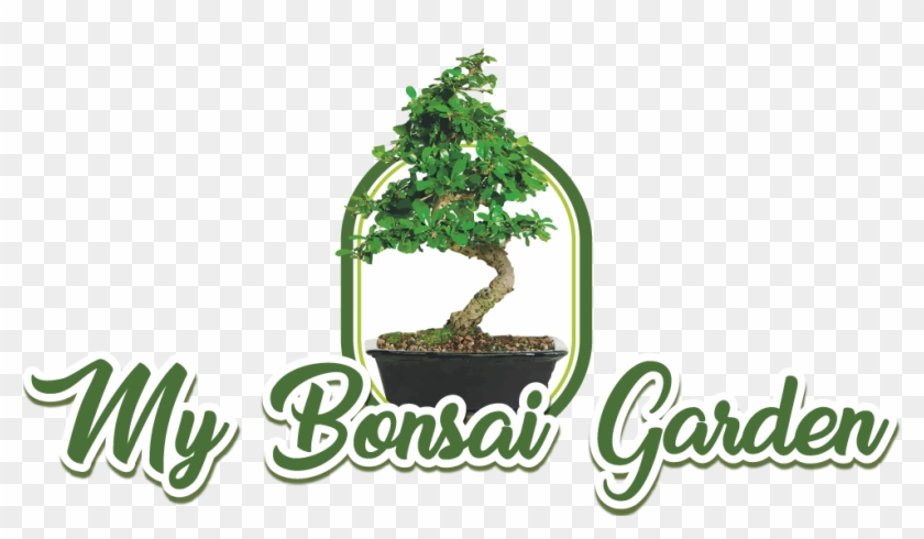 My Bonsai Garden - Brussel's Bonsai Brussel's Ct0116ft Fukien Tea Bonsai #1296579