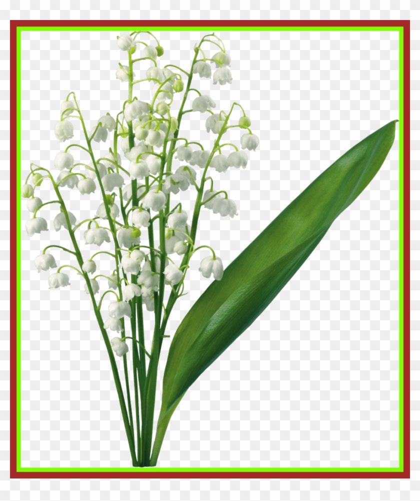 Freesia Flower Freesia Flower Png Inspiring Transparent - Lily Of The Valley Art Free #1296615