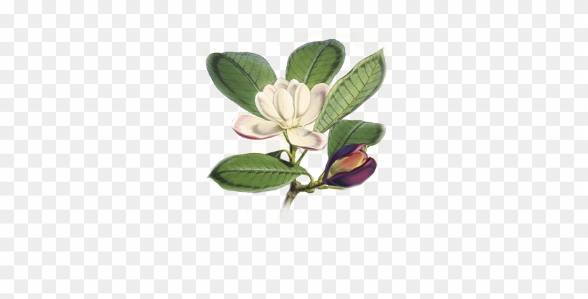 Botanical Print Magnolia #1296644