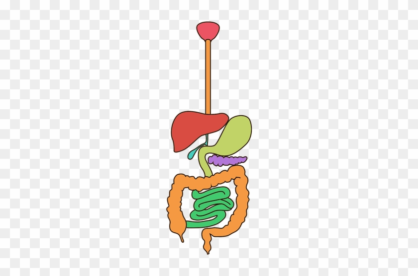 Organ Human Digestive System Digestion Apparato Digerente - Illustration #1297009