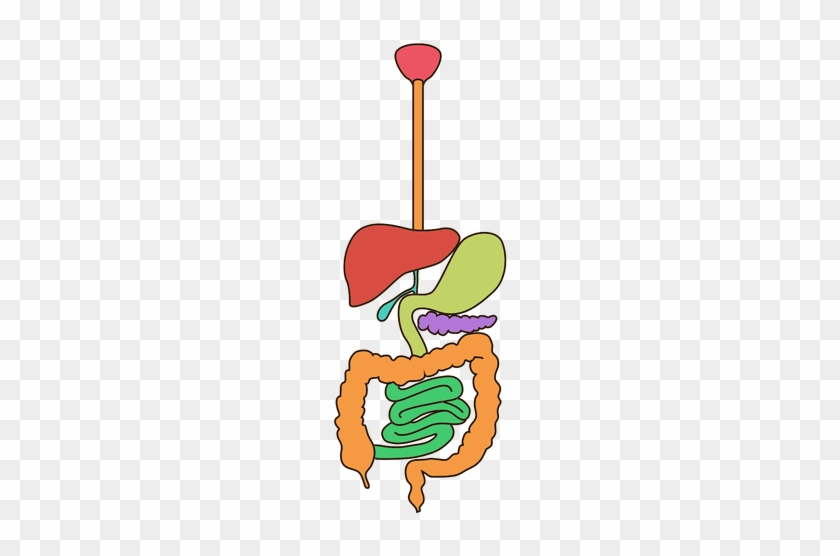 digestive system clipart