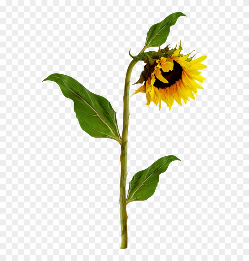 Common Sunflower Photography Clip Art - Girasoles Png #1297070