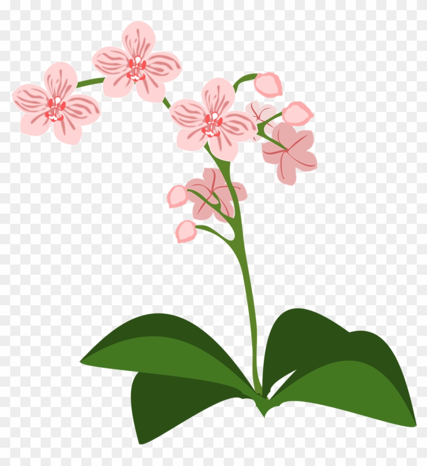 Clip Art Flor Flora Flower Png Image - Orchidee Clipart #1297491