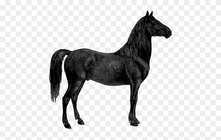 Isn't He Beautiful Skillfully Drawn, You Can Just Feel - Stallion #1297501