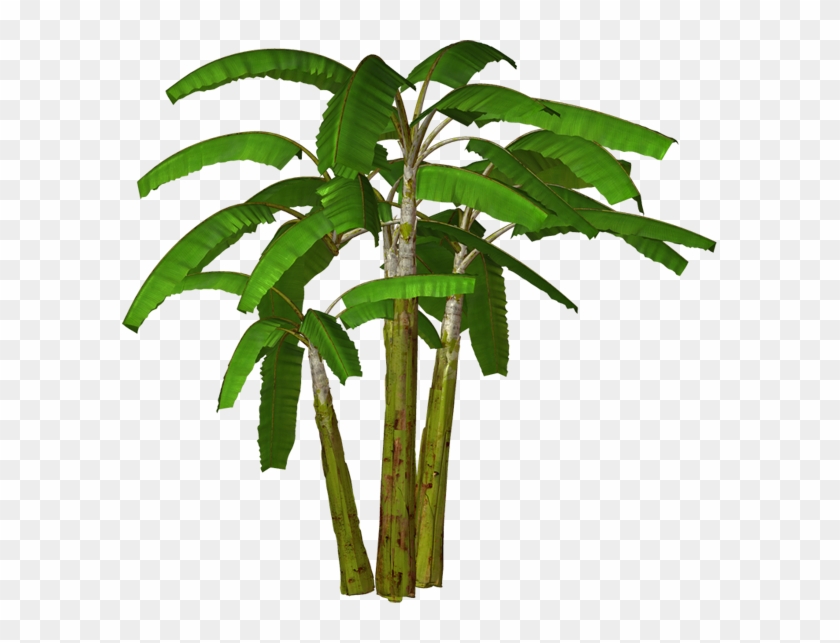 Jungle Trees High Resolution Clipart - Banana Tree Transparent Background #1297644