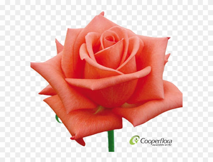 Rosa Greta - Garden Roses #1298116