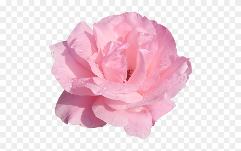 Flores Cor De Rosa, Rosas Cor De Rosa, Touca De Banho, - Real Flower Png #1298134