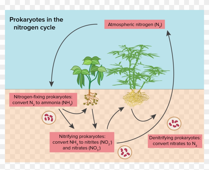 Image Result For Pbs Kids Simple English Wikipedia - Flower Nitrogen Cycle #1298482