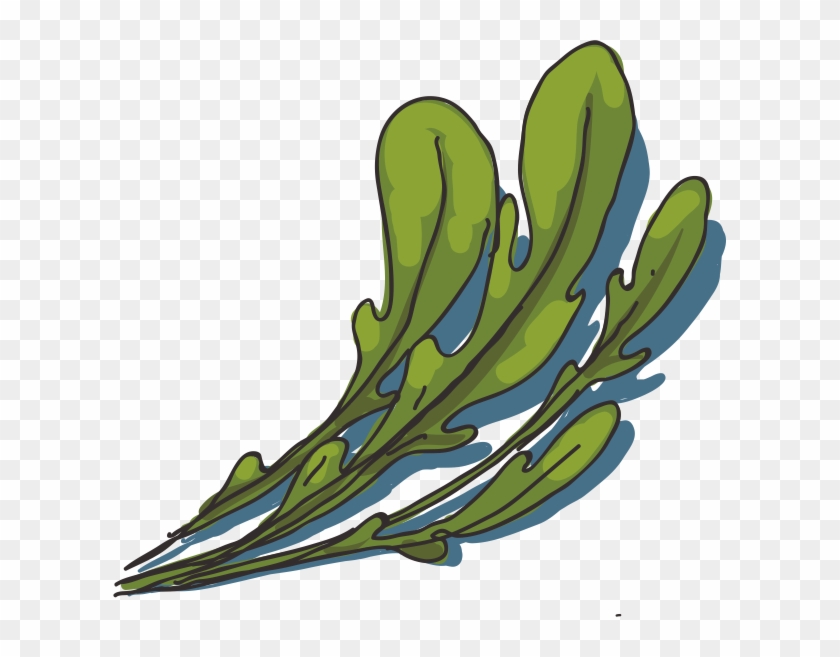 Arugula Royalty-free Clip Art - Vector Graphics #1298529