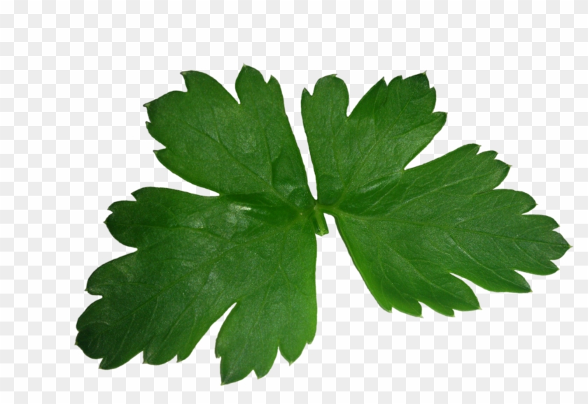 Parsley Leaf High Texture Green - Que Sirve Para Los Riñones Inflamados #1298561