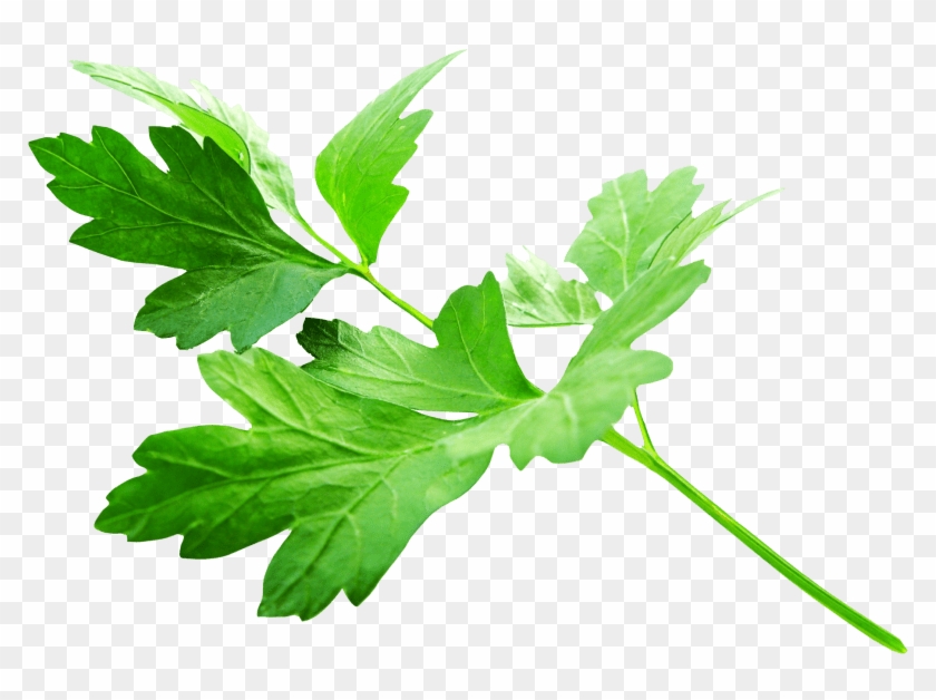 Free Png Parsley Leaves Png Images Transparent - Parsley Png #1298585