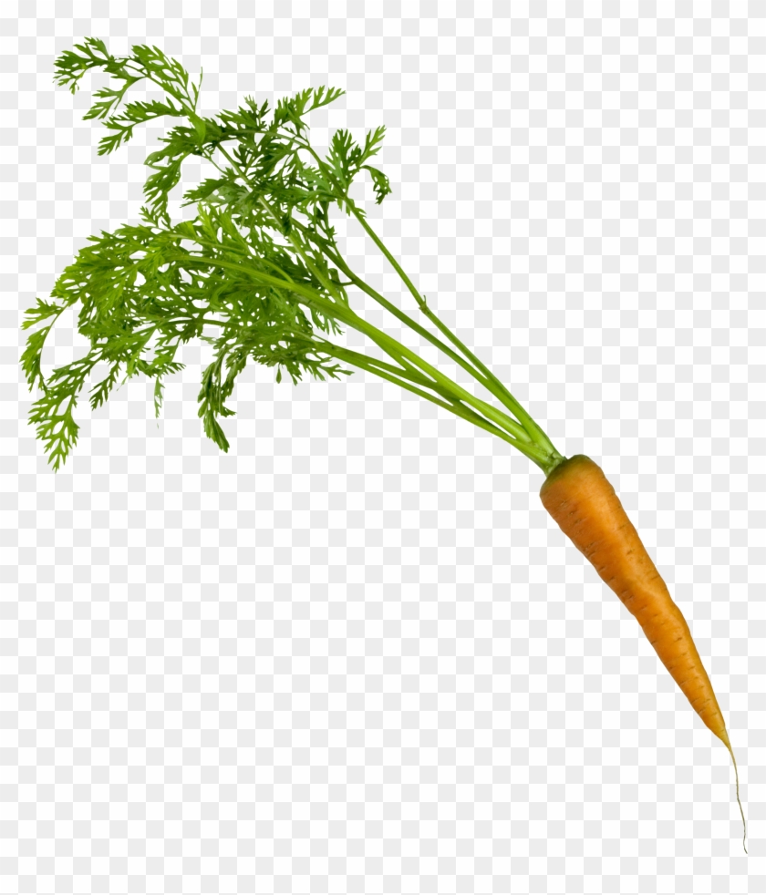 Carrot Png Image - Portable Network Graphics #1298594