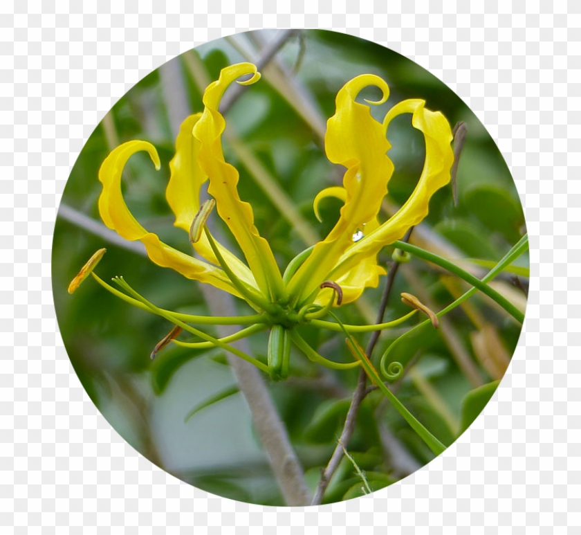 Honeysuckle ஆம்பல் மலர் Flame Lily Vine Plant Stem - Fire Lilies #1298619