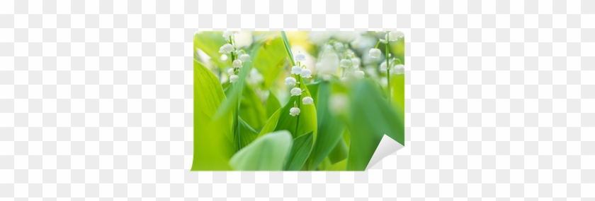 Lily Of The Valley #1298626