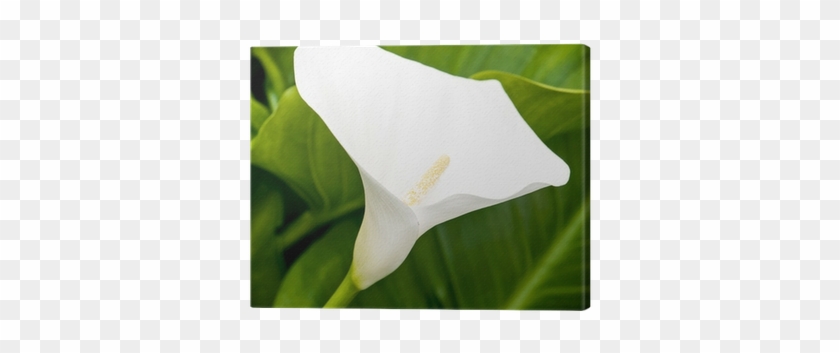 Obraz Na Płótnie Jeden Biały Calla Lily Kwiat W Ogrodzie - Arum #1298641
