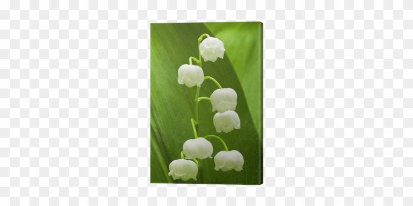 Lily Of The Valley #1298649