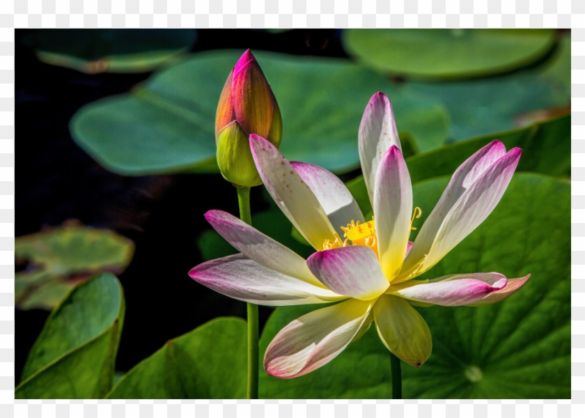 Water Lily Gulfshore Life-edit - Sacred Lotus #1298656