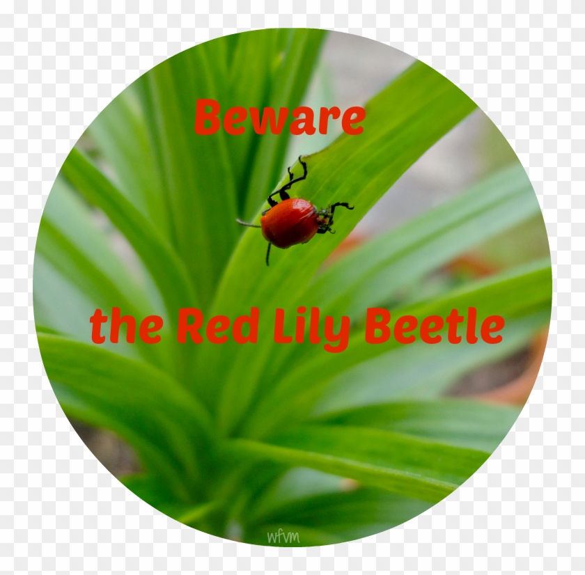Red Or Scarlet Lily Beetle - Ladybug #1298661