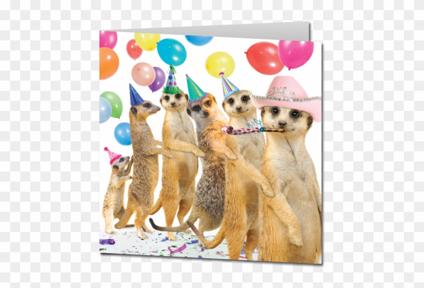 Animal Birthday Greeting Cards - Birthday Cards With Animals #1299993