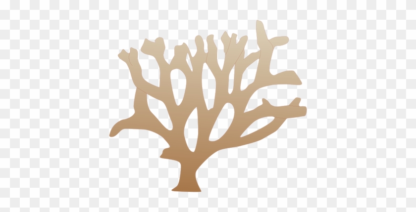 Branching Coral Illustration Of A Branching Coral - Coral Vector Png #1300240