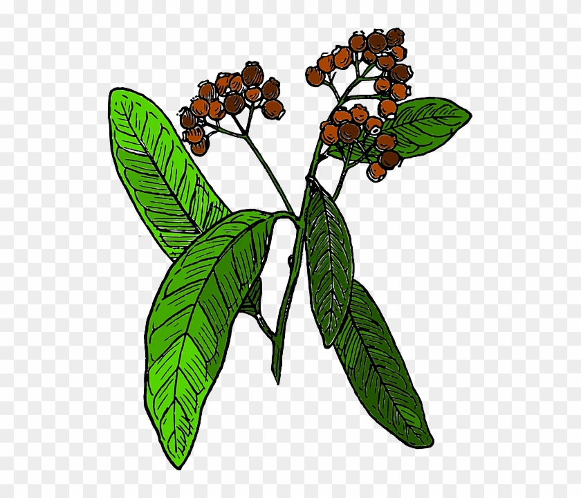 Spice, Tree, Biology, Botany, Branch, Nature - Allspice Clipart #1300253