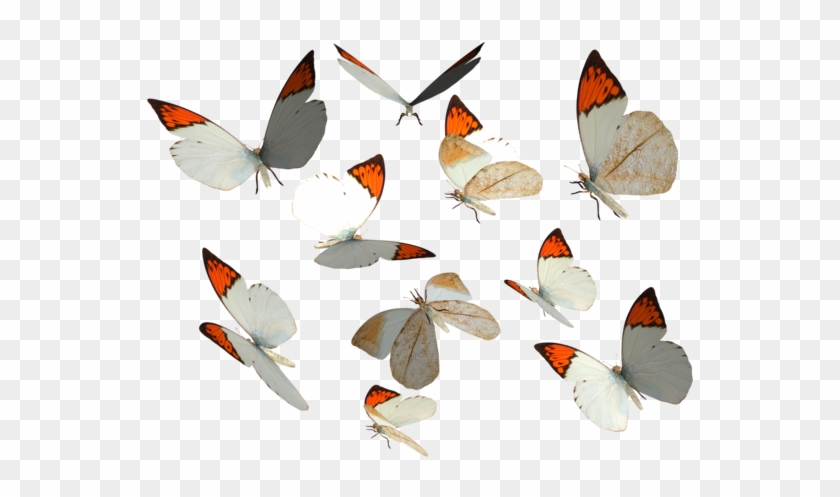 Great Orange Tip Butterfly Png By Madetobeunique - Butterfly #1300261