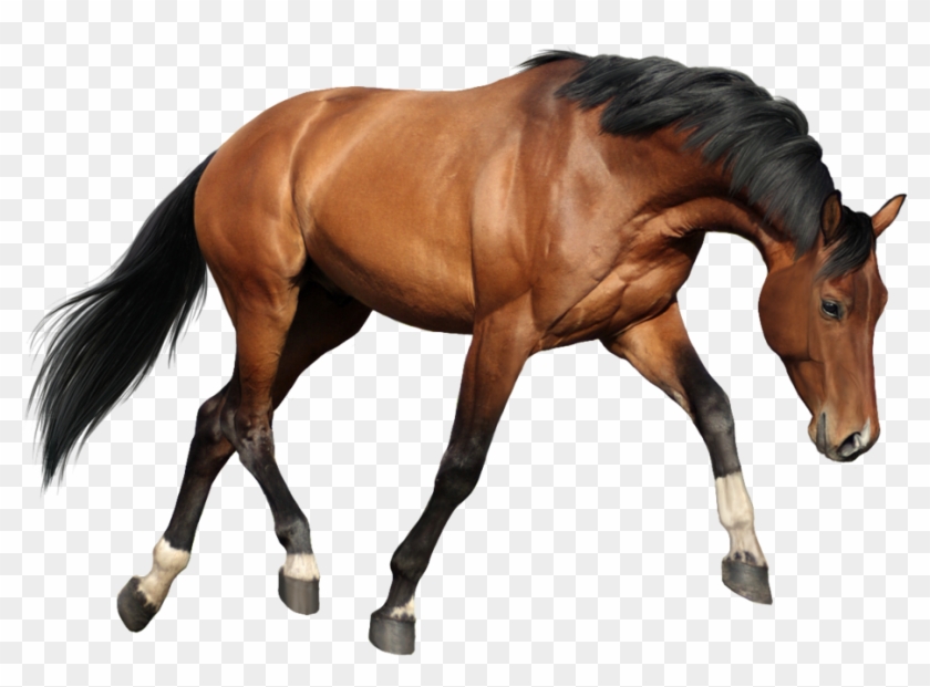Mustang Wild Horse Pony Icon - Imagens De Cavalos Png #1300532