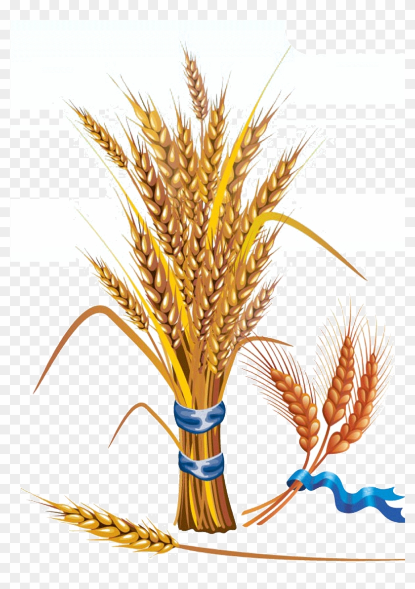 Grains Clipart Feather - Illustration Wheat #1300682