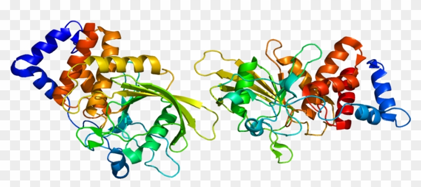 Ptprt Protein Tyrosine Phosphatase Gene Homo Sapiens - Ptprt Protein Tyrosine Phosphatase Gene Homo Sapiens #1300744