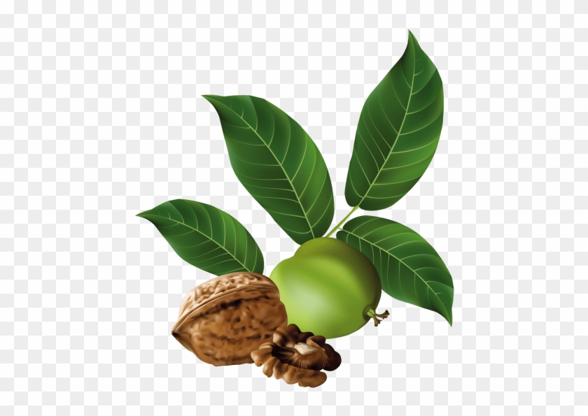 Free Png Walnut Png Images Transparent - Nuts Vector #1300754