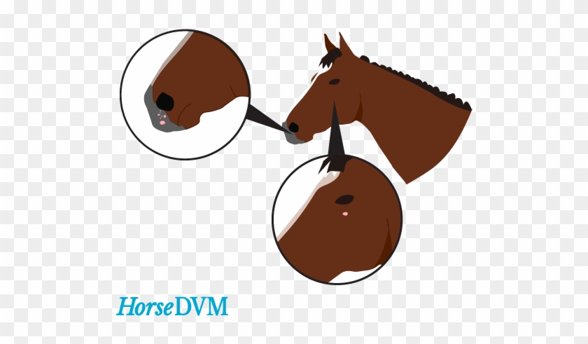 They - Papilloma Virus In Horses #1300768