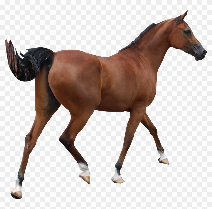 Caballo Árabe Andaluz Caballo Clydesdale Caballo Clip - Caballo Png #1301121