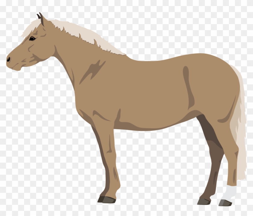 Horse & Pony Coat Colors - Horse #1301313