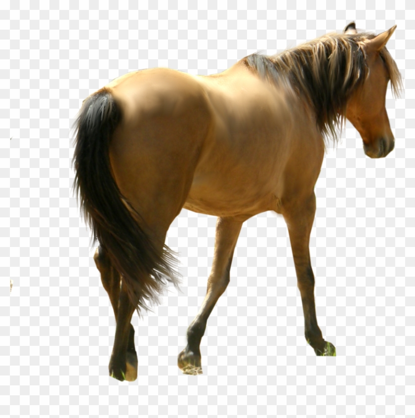 Horse Png #1301315