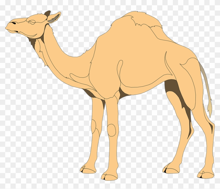 camels in desert clipart