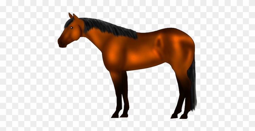 bay american quarter horse