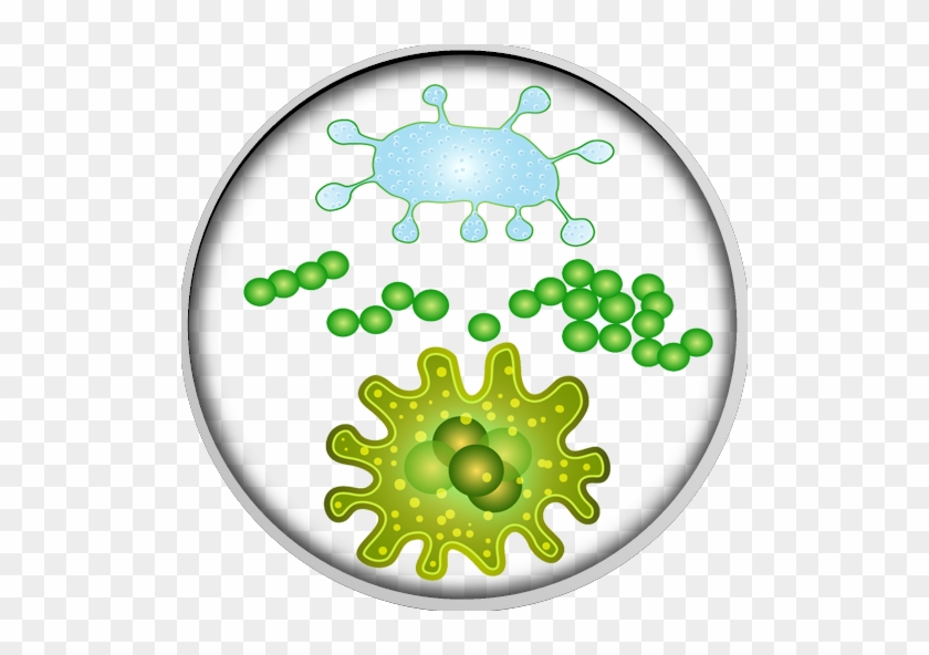 Bacteria Microorganism Microbiota Virus - Human Microbiota #1301499