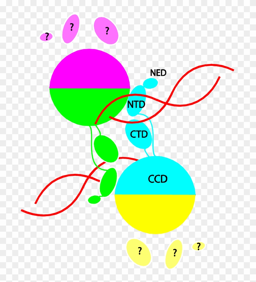 Schematic Depiction Of The Arrangement Of Integrase - Circle #1301506