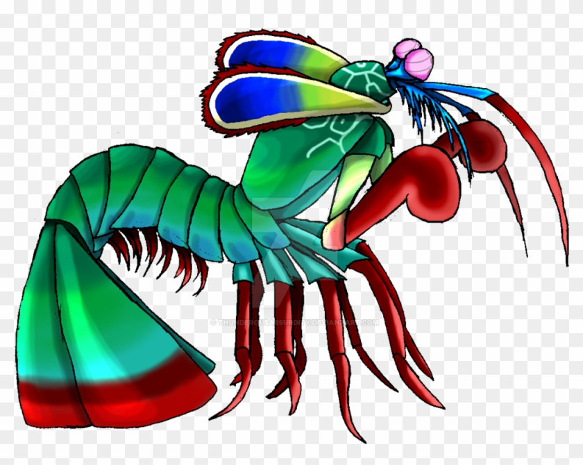 Peacock Mantis Shrimp By Thunderousabsurdity - Peacock Mantis Shrimp Drawing #1302136