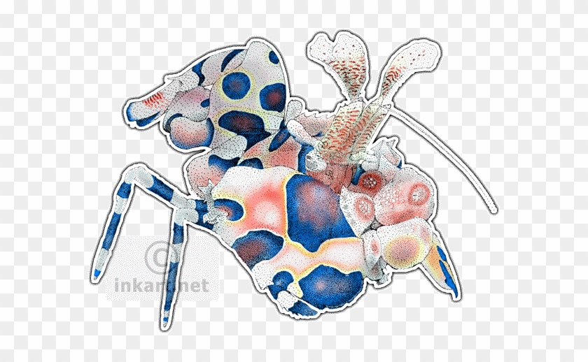 Harlequin Shrimp Decal - Shrimp #1302176