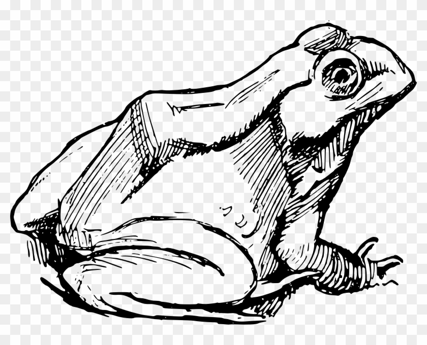 Medium Image - Frog Line Art #1302212