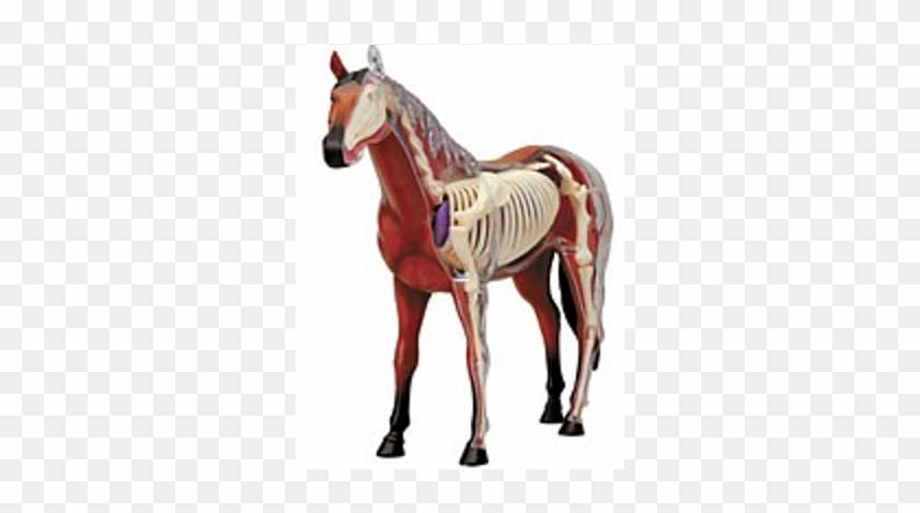 X-ray Horse Anatomy Model - X Ray Of Horse #1302323