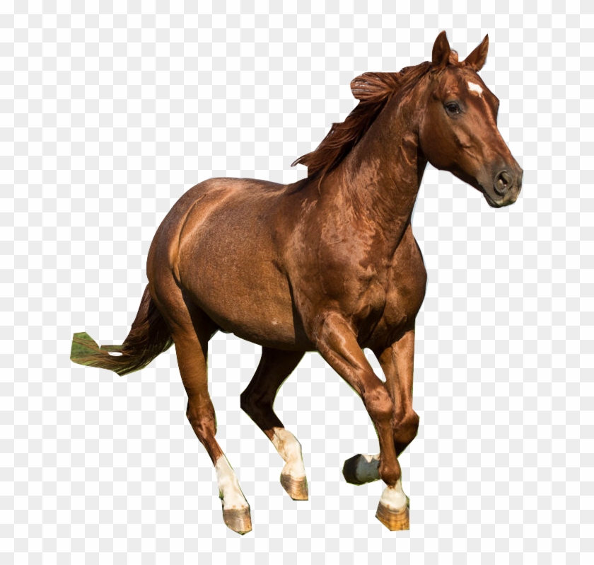 Running Horses Art For Kids - Quarter Horse Png #1302430