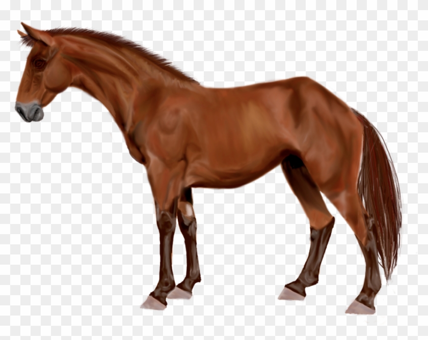 Bay Australian Stock Horse By Nikky332 - Breyer Bandera #1302433